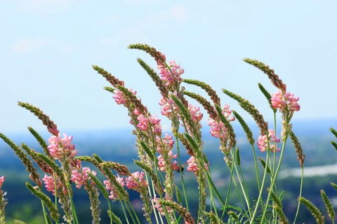 Flowering Sainfoin (Onobrychis viciifolia)