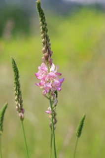 Flowering Sainfoin (Onobrychis viciifolia)