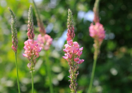 Flowering Sainfoin (Onobrychis viciifolia)