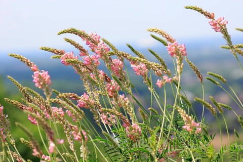 Flowering Sainfoin (Onobrychis viciifolia)