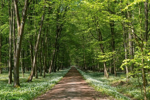 Path through deciduous forest with blooming wild garlic (Allium ursinum) in spring