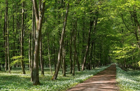 Path through deciduous forest with blooming wild garlic (Allium ursinum) in spring