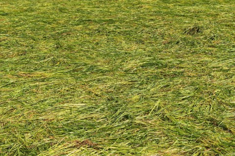 Freshly mowed fodder meadow