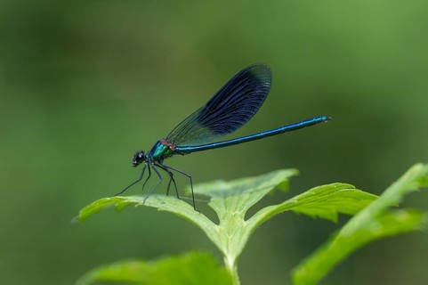 Male Beautiful demoiselle (Calopteryx virgo)