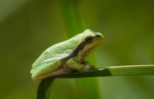 Young European tree frog (Hyla arborea) on a reed leaf