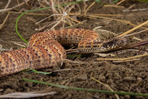 Death adder (Acanthophis antarcticus) on ground