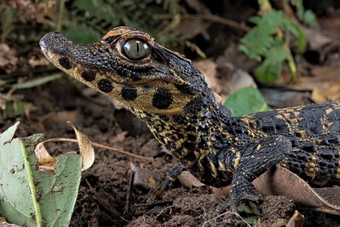 Dwarf crocodile (Osteaolaemus tetraspis)