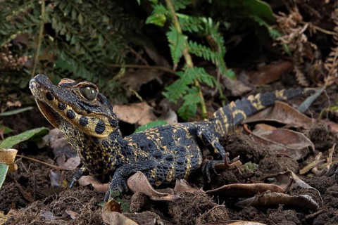 Dwarf crocodile (Osteaolaemus tetraspis)