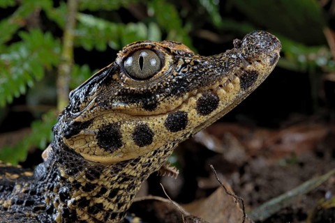 Dwarf crocodile (Osteaolaemus tetraspis)