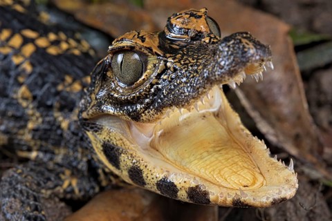 Dwarf crocodile (Osteaolaemus tetraspis)