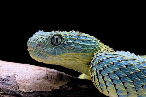 Bush viper (Atheris squamigera)
