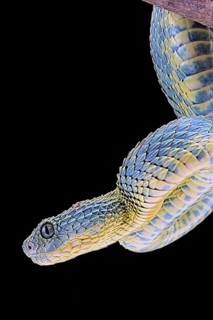 Bush viper (Atheris squamigera)