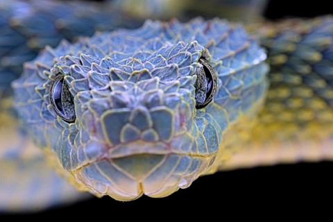 Bush viper (Atheris squamigera)