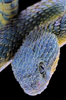 Bush viper (Atheris squamigera)