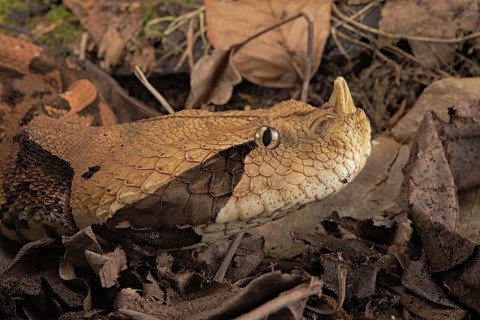 Rhinoceros Viper (Bitis rhinoceros)