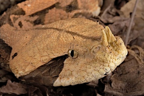 Rhinoceros Viper (Bitis rhinoceros)