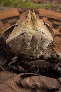 Rhinoceros Viper (Bitis rhinoceros)