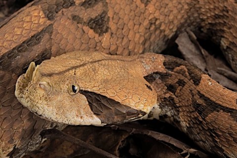 Rhinoceros Viper (Bitis rhinoceros)