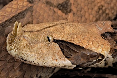 Rhinoceros Viper (Bitis rhinoceros)