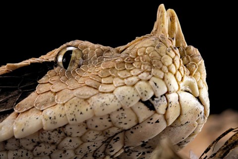 Rhinoceros Viper (Bitis rhinoceros)