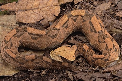 Rhinoceros Viper (Bitis rhinoceros)