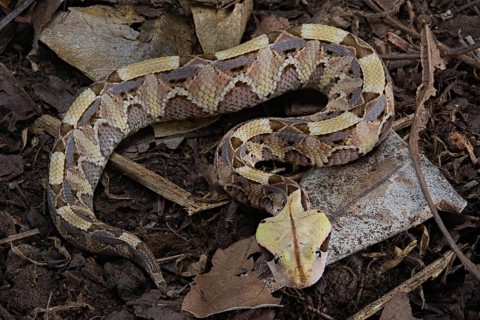 Rhinoceros Viper (Bitis rhinoceros)