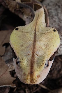 Rhinoceros Viper (Bitis rhinoceros)