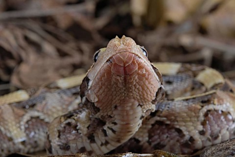 Rhinoceros Viper (Bitis rhinoceros)