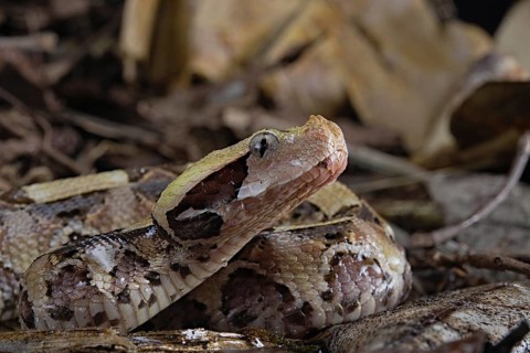 Rhinoceros Viper (Bitis rhinoceros)