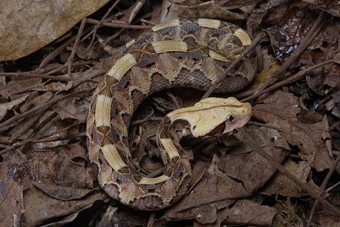Rhinoceros Viper (Bitis rhinoceros)