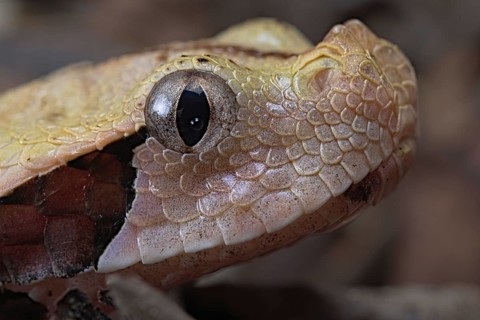 Rhinoceros Viper (Bitis rhinoceros)