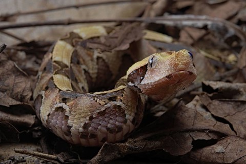 Rhinoceros Viper (Bitis rhinoceros)
