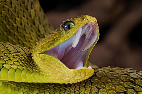Bush viper (Atheris squamigera)