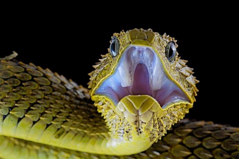 Bush viper (Atheris squamigera)