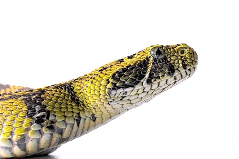 Ethiopian mountain adder (Bitis parviocula)