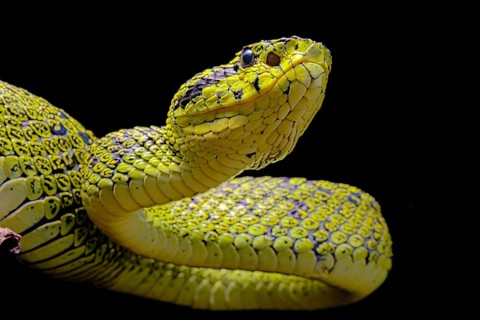 Talamancan palm-pitviper (Bothriechis nubestris)