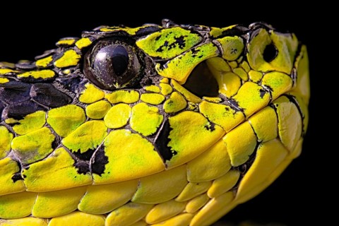 Talamancan palm-pitviper (Bothriechis nubestris)