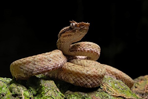 Eyelash Pit Viper (Bothriechis schlegelii)