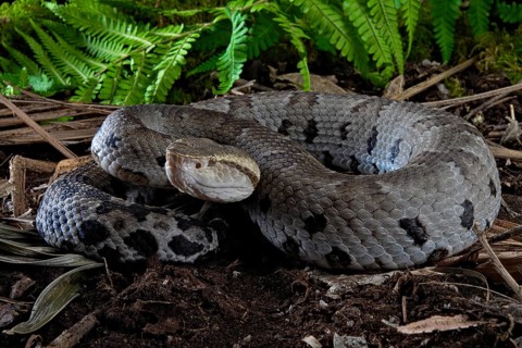 Small-eyed toad-headed pitviper (Bothrocophias microphthalmus)