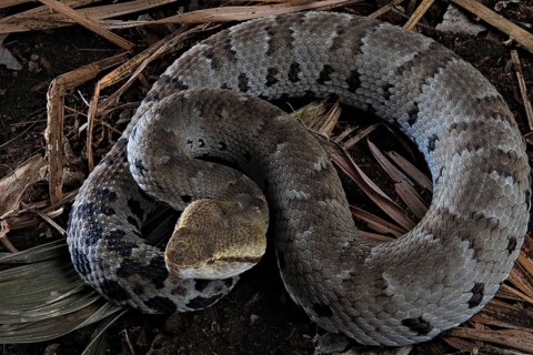 Small-eyed toad-headed pitviper (Bothrocophias microphthalmus)