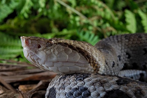 Small-eyed toad-headed pitviper (Bothrocophias microphthalmus)