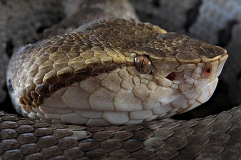 Small-eyed toad-headed pitviper (Bothrocophias microphthalmus)