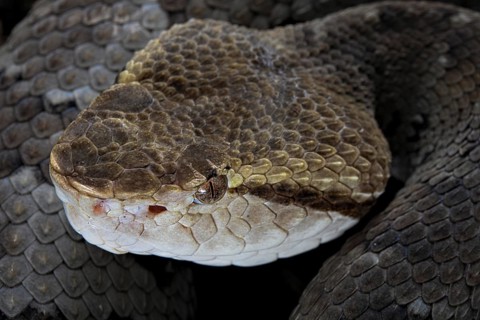 Small-eyed toad-headed pitviper (Bothrocophias microphthalmus)