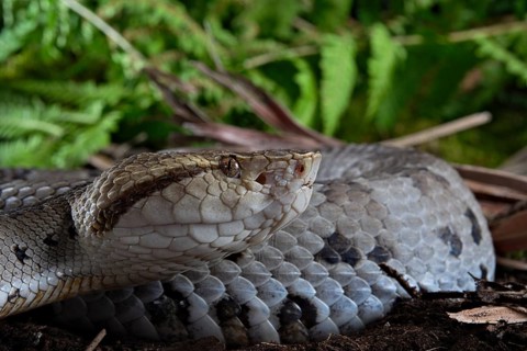 Small-eyed toad-headed pitviper (Bothrocophias microphthalmus)