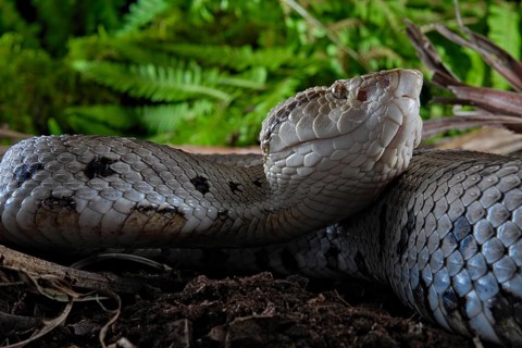 Small-eyed toad-headed pitviper (Bothrocophias microphthalmus)