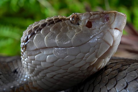 Small-eyed toad-headed pitviper (Bothrocophias microphthalmus)