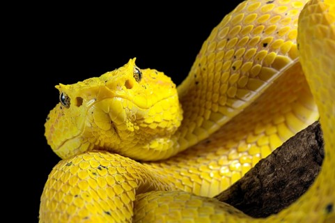 Eyelash Pit Viper (Bothriechis schlegelii)