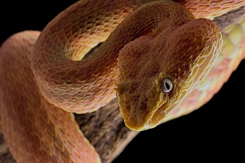 Eyelash Pit Viper (Bothriechis schlegelii)