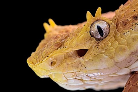 Eyelash Pit Viper (Bothriechis schlegelii)