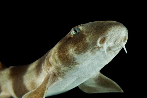 Grey bamboo shark (Chiloscyllium griseum)